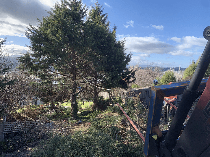 Devonport-Tree-Removal