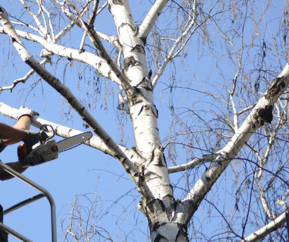 Somerset Tree Services