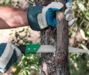Tree Pruning Services Tasmania