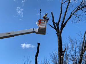 Tree Removal Tasmania